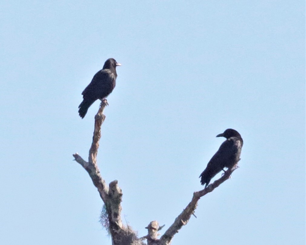 American Crow - ML523156001