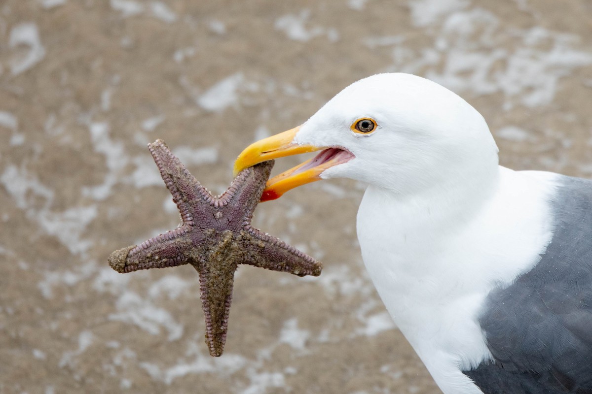 Western Gull - ML523156131