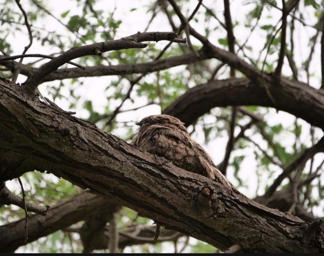 Jungle Nightjar - ML523156411