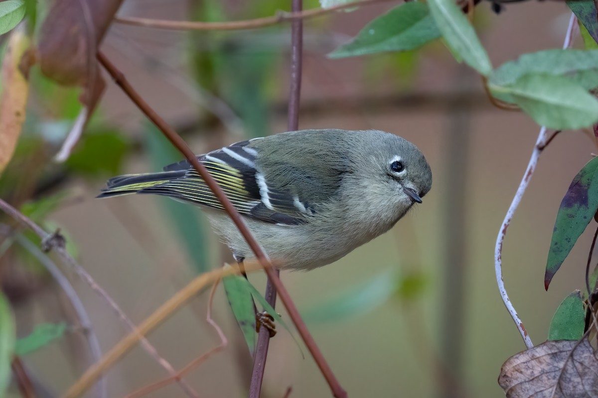 Ruby-crowned Kinglet - ML523156791
