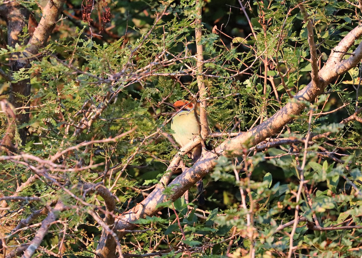 Motmot à tête rousse - ML523156881