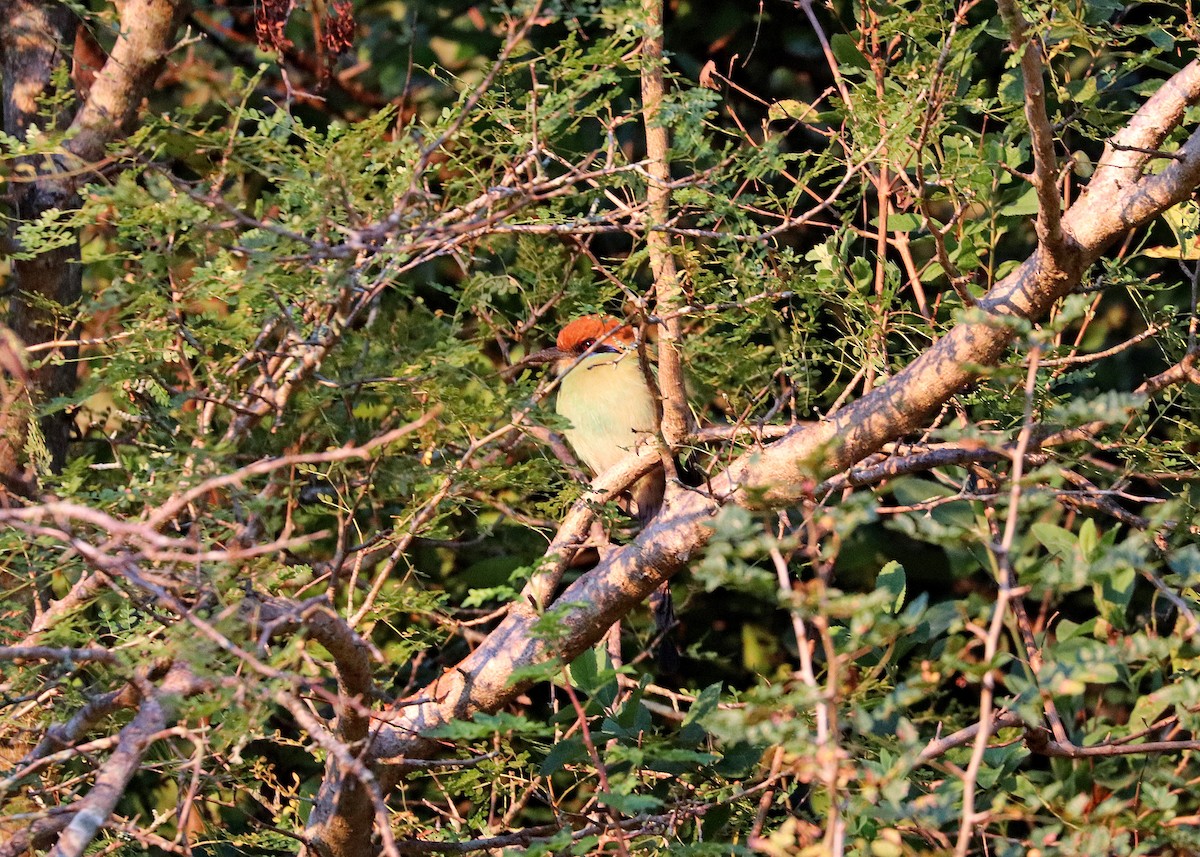 Russet-crowned Motmot - ML523156891