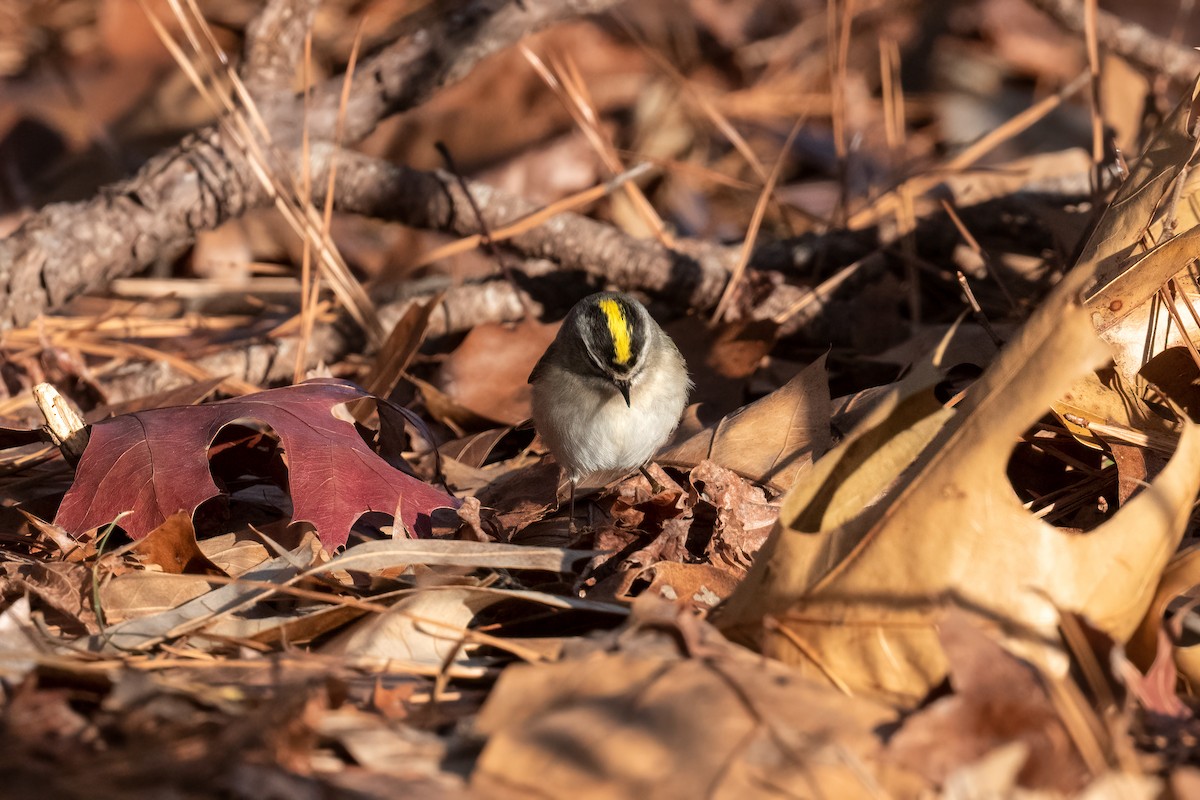 Golden-crowned Kinglet - ML523156911