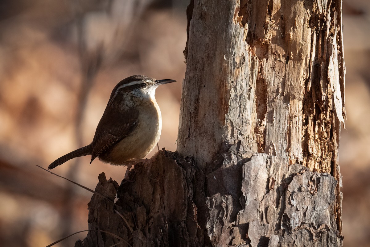 Carolina Wren - ML523156981