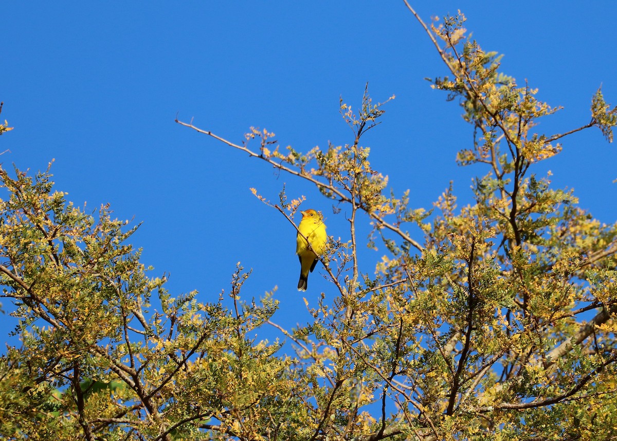 Western Tanager - ML523157091