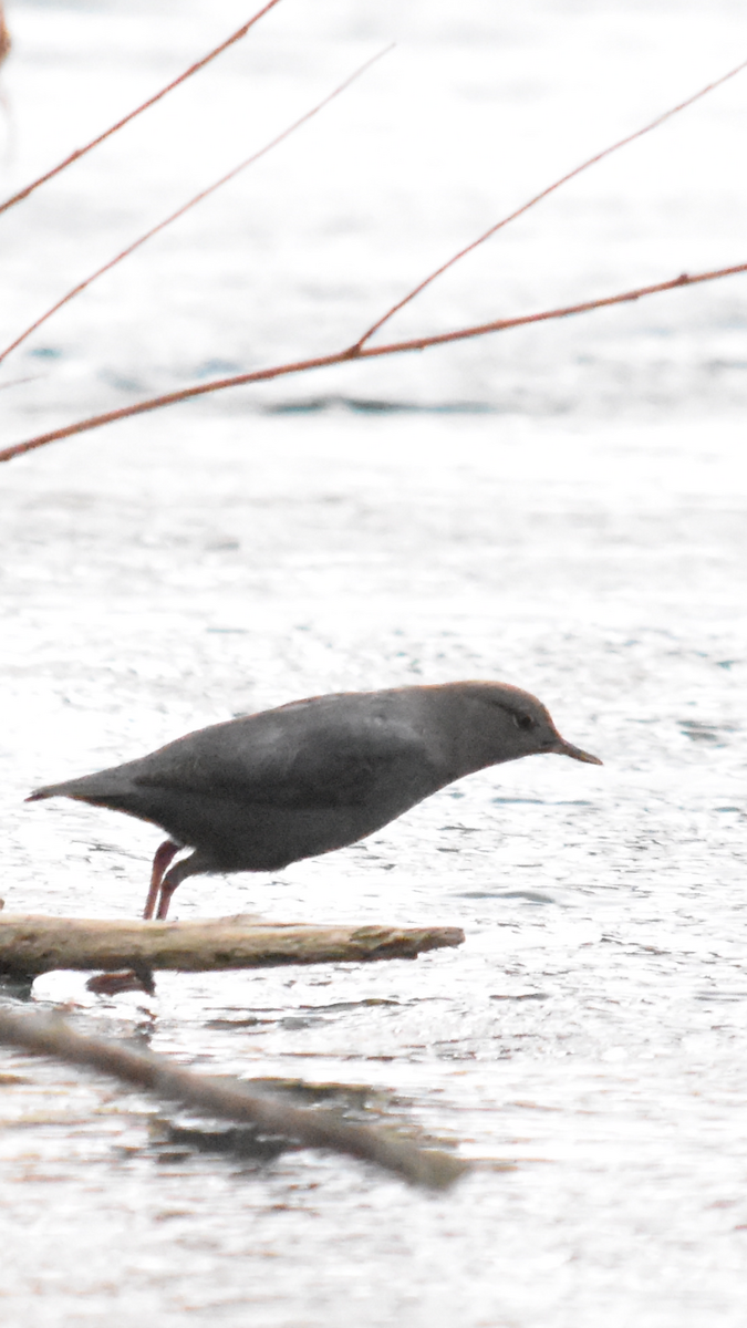 American Dipper - ML523157161