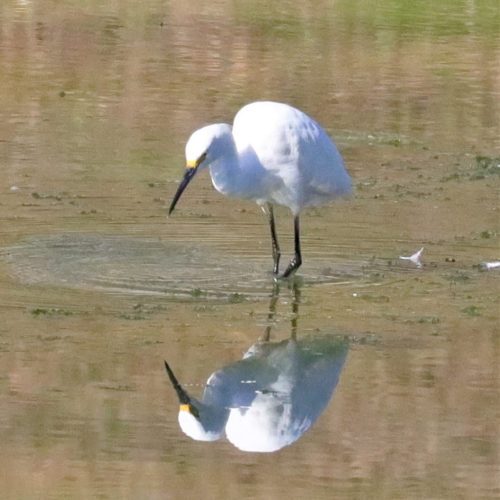 Snowy Egret - ML523157391