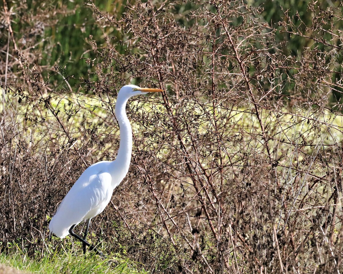 Great Egret (American) - ML523157471