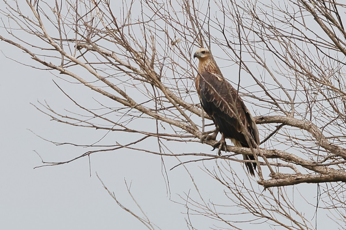 White-bellied Sea-Eagle - ML523158041