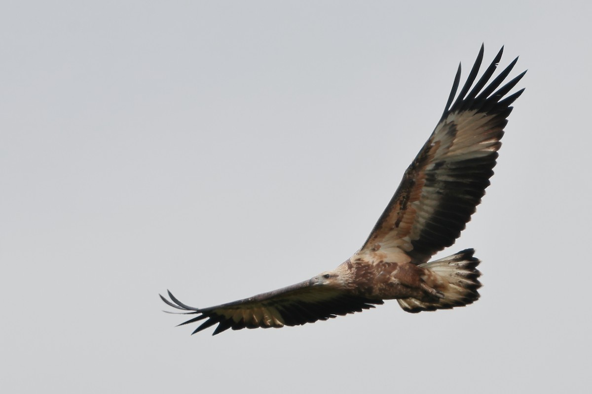 White-bellied Sea-Eagle - ML523158051