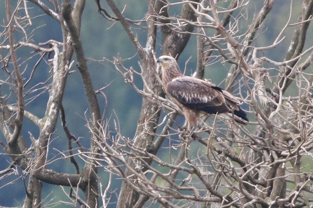 White-bellied Sea-Eagle - ML523158061