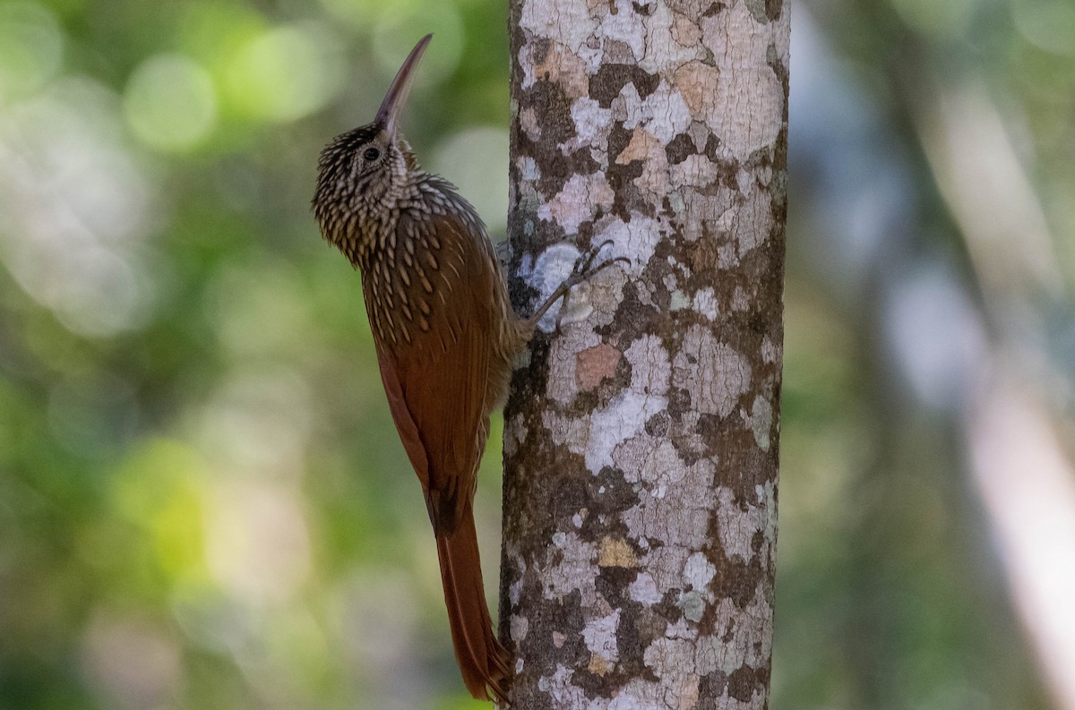 Ivory-billed Woodcreeper - ML523159741