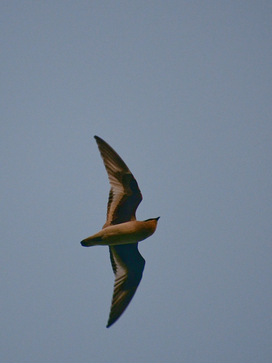 Small Pratincole - ML523160601