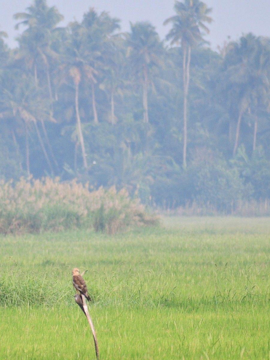 Western Marsh Harrier - ML523160781