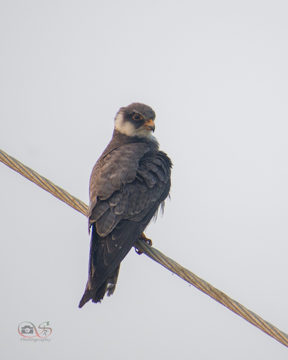 Amur Falcon - ML523160951