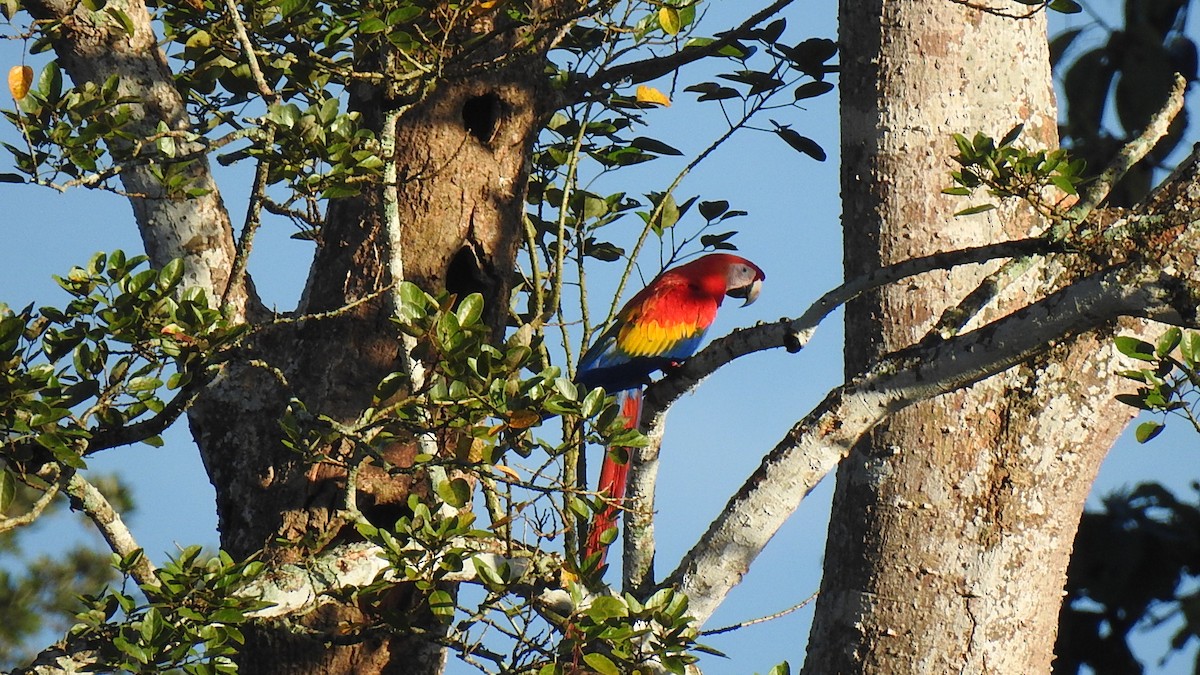 Scarlet Macaw - ML523161641