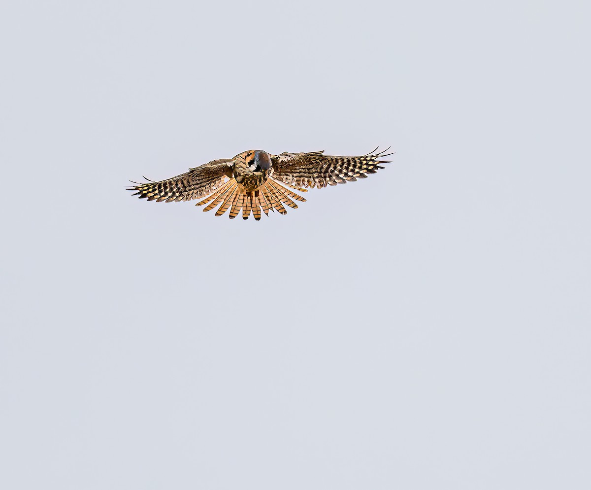 Crécerelle d'Amérique - ML523161841