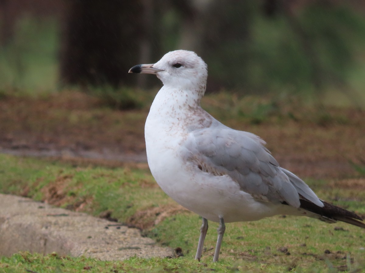 Ring-billed Gull - ML523161861