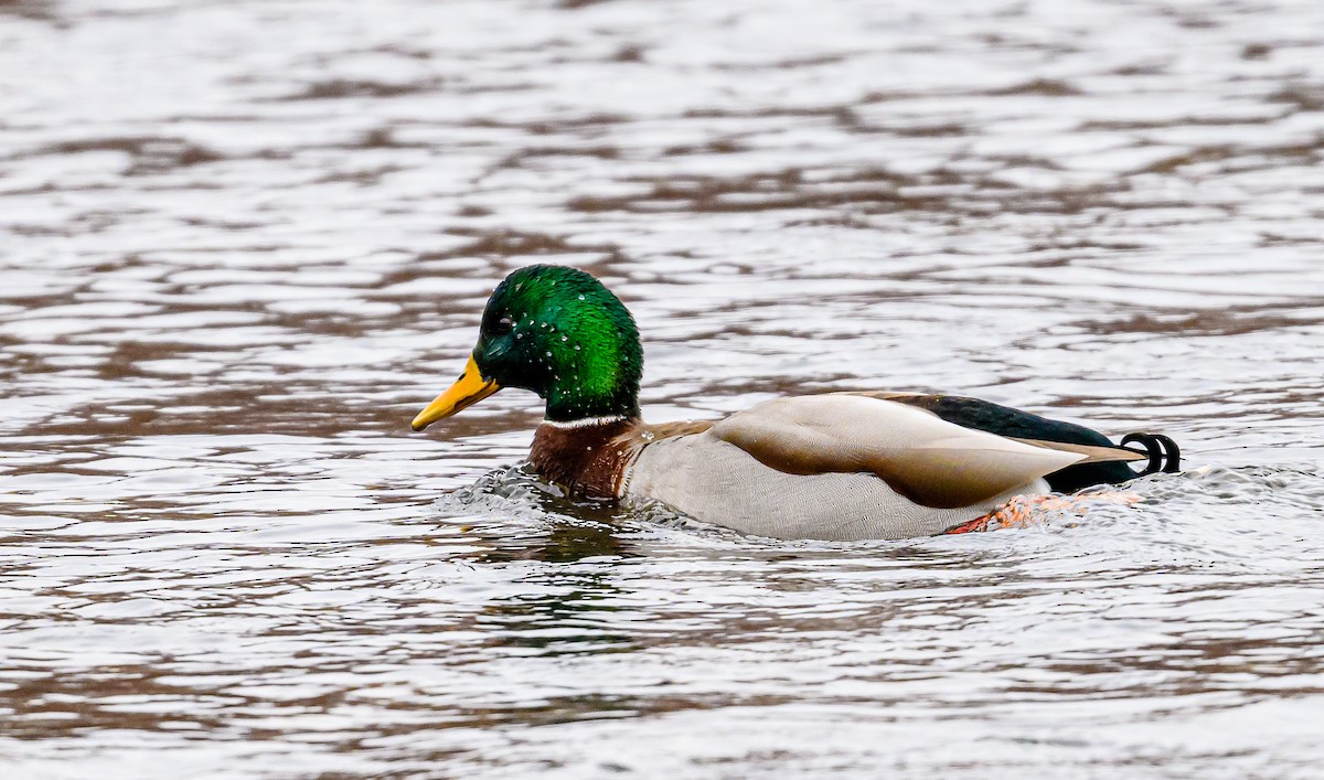 Canard colvert - ML523162011