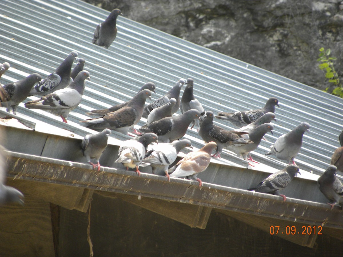 Rock Pigeon (Feral Pigeon) - ML523162151