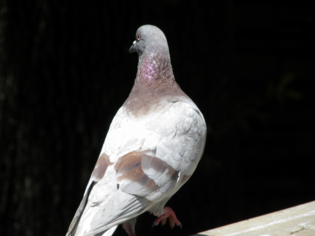 Rock Pigeon (Feral Pigeon) - ML523163771