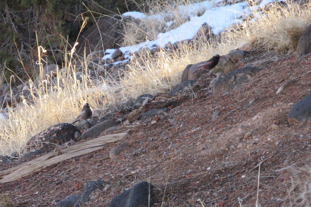 Black Rosy-Finch - ML523164461