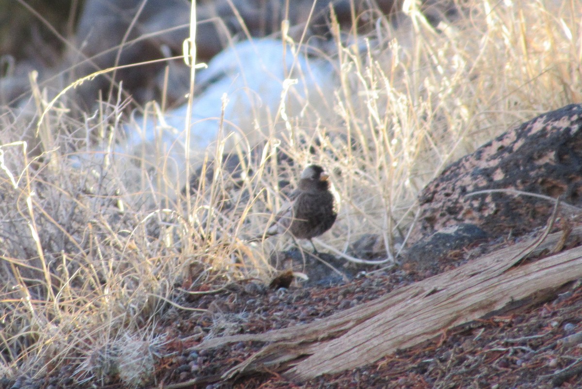 Black Rosy-Finch - ML523164491