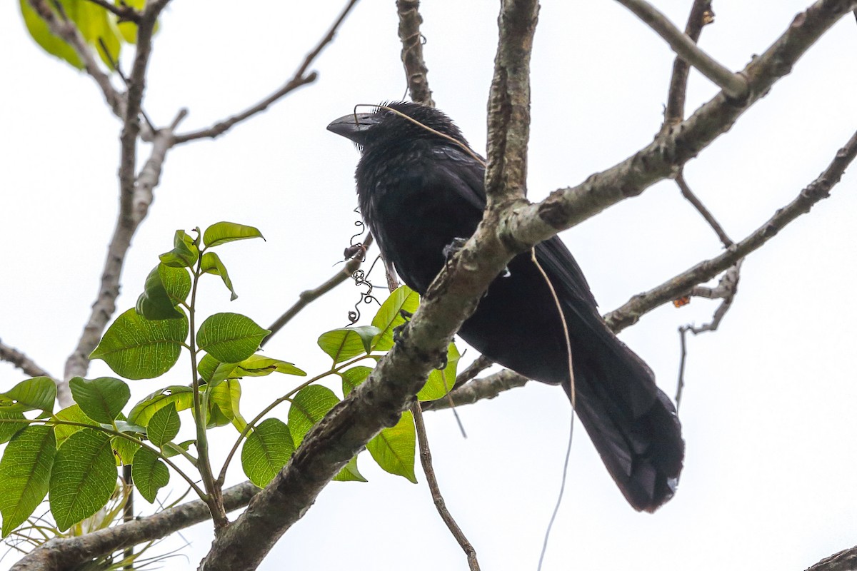 Smooth-billed Ani - Gerardo Marrón