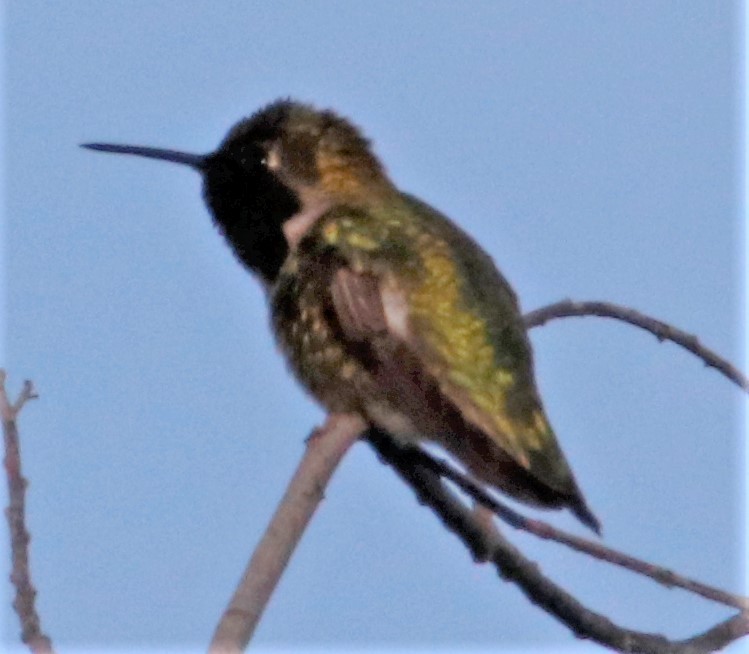 Anna's Hummingbird - ML523165211