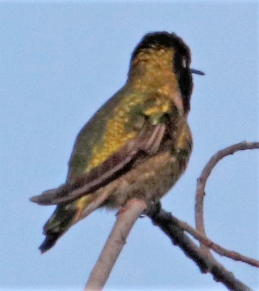 Anna's Hummingbird - ML523165221