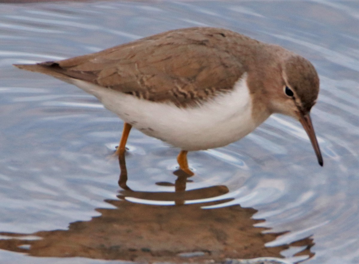 Spotted Sandpiper - ML523165611