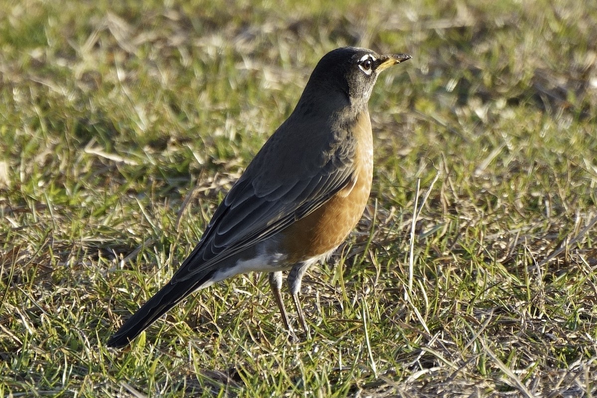 American Robin - ML523168151