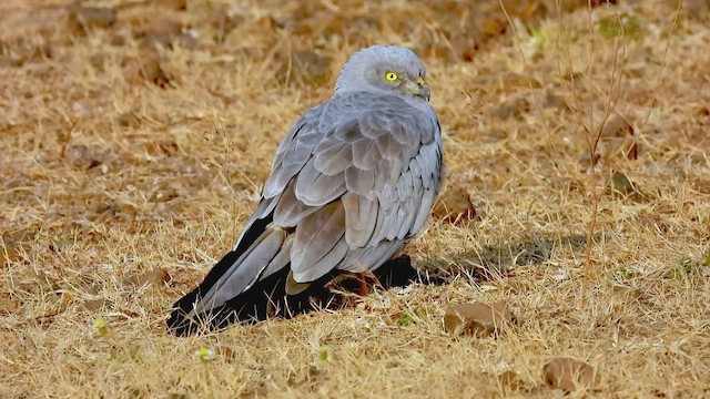 Aguilucho Cenizo - ML523168311