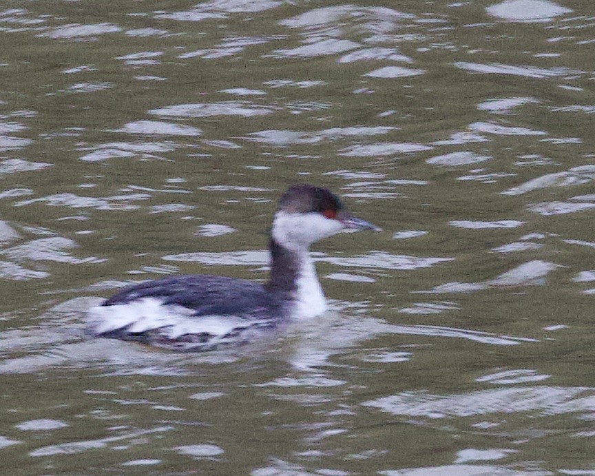 Horned Grebe - ML523169071