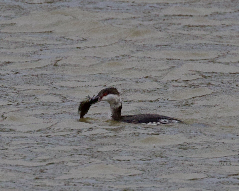 Horned Grebe - ML523169111