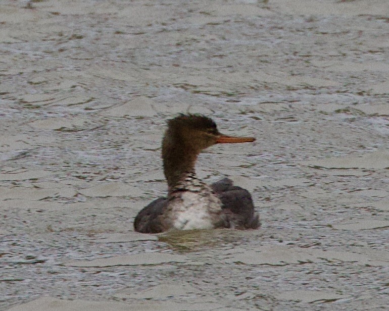 Red-breasted Merganser - ML523169211