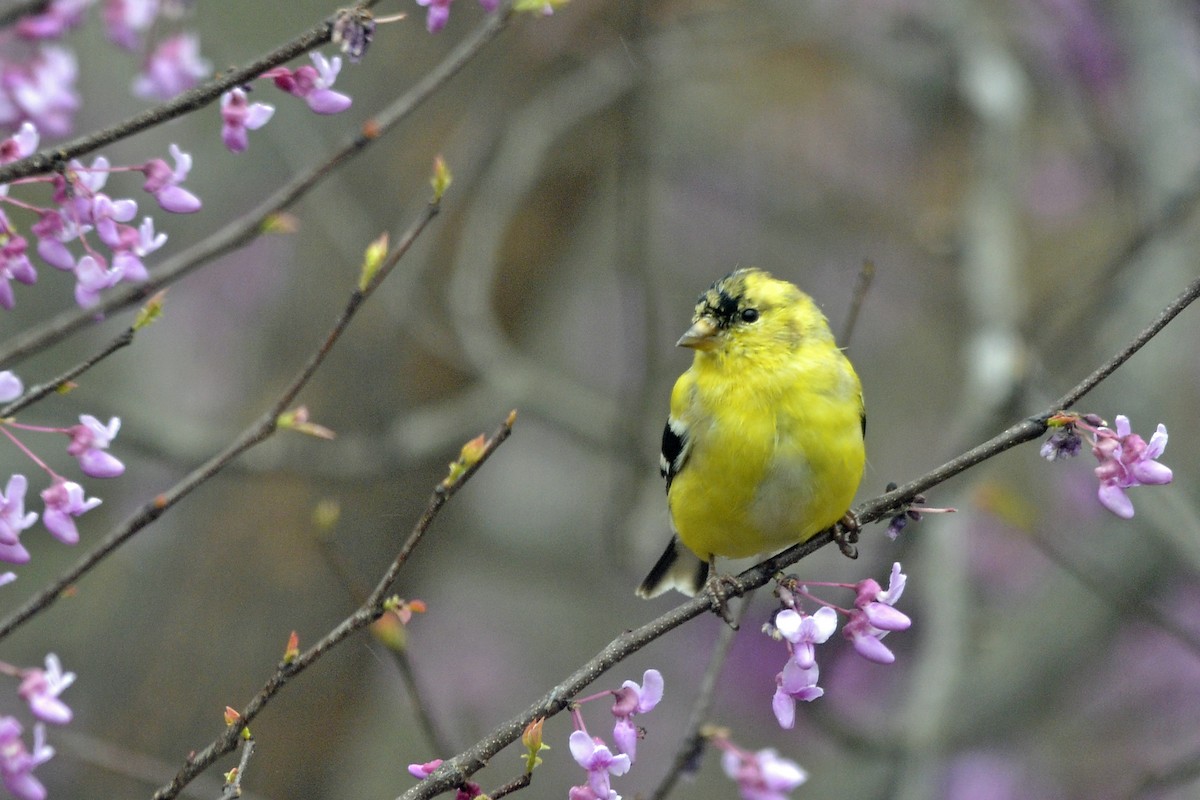 American Goldfinch - ML52316931