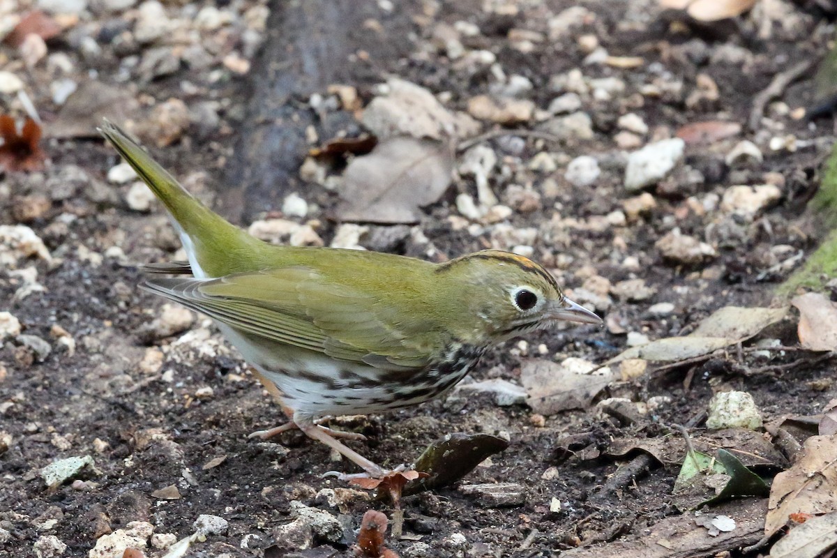 Ovenbird - ML523169501