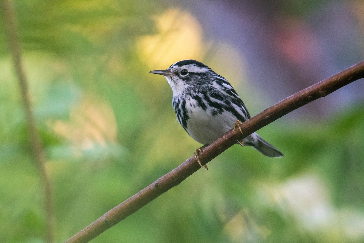 Black-and-white Warbler - Amiel Hopkins