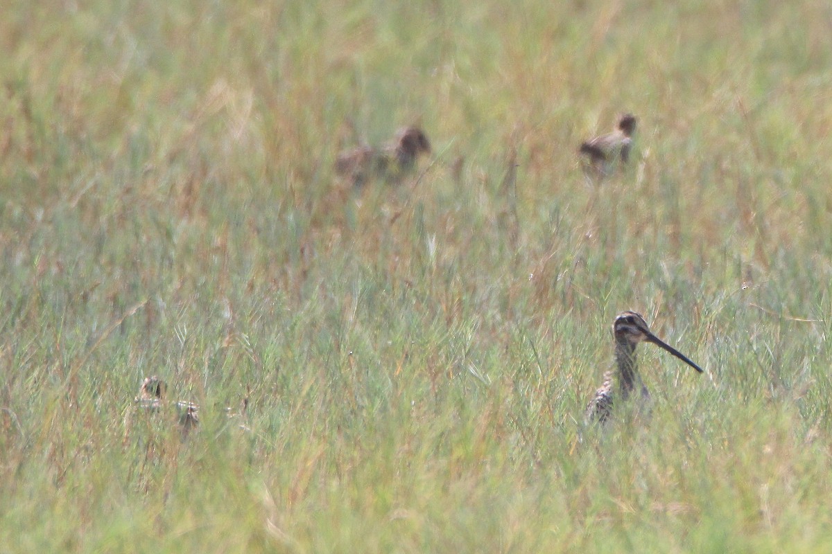 Wilson's Snipe - ML523170481