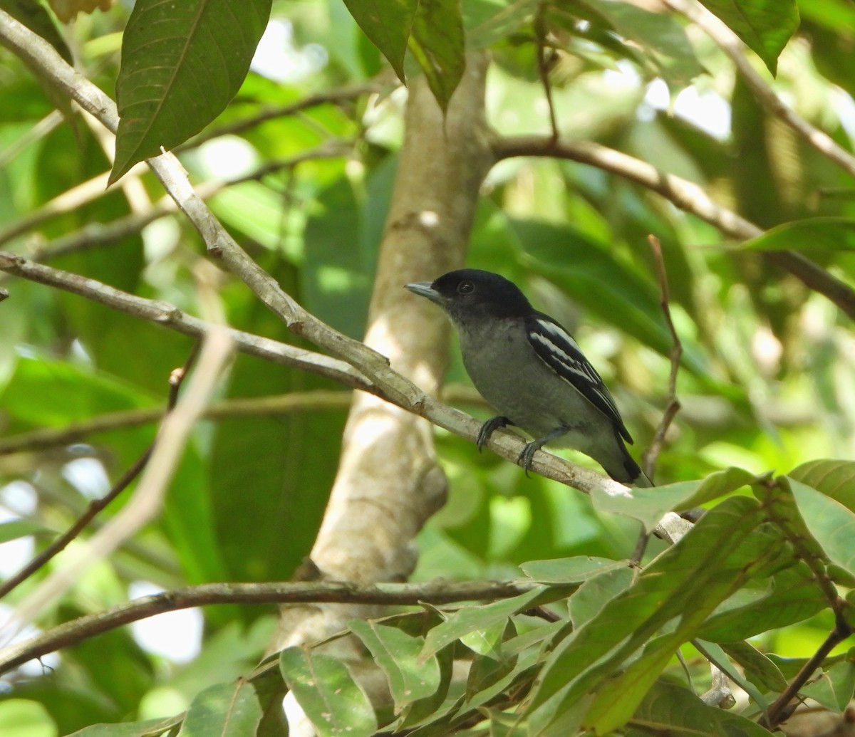 White-winged Becard - Angel Castillo Birdwatching Guide