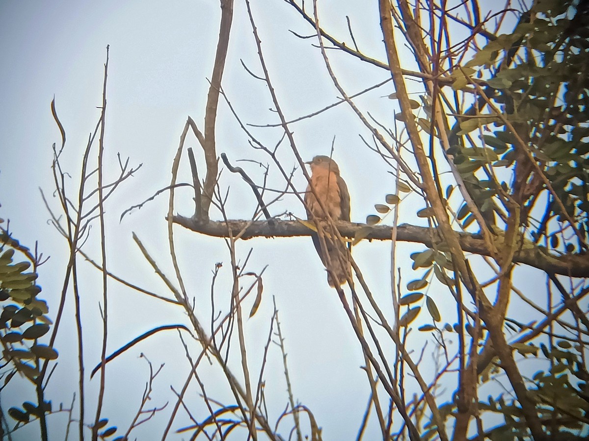 Common Hawk-Cuckoo - Chayan Debnath