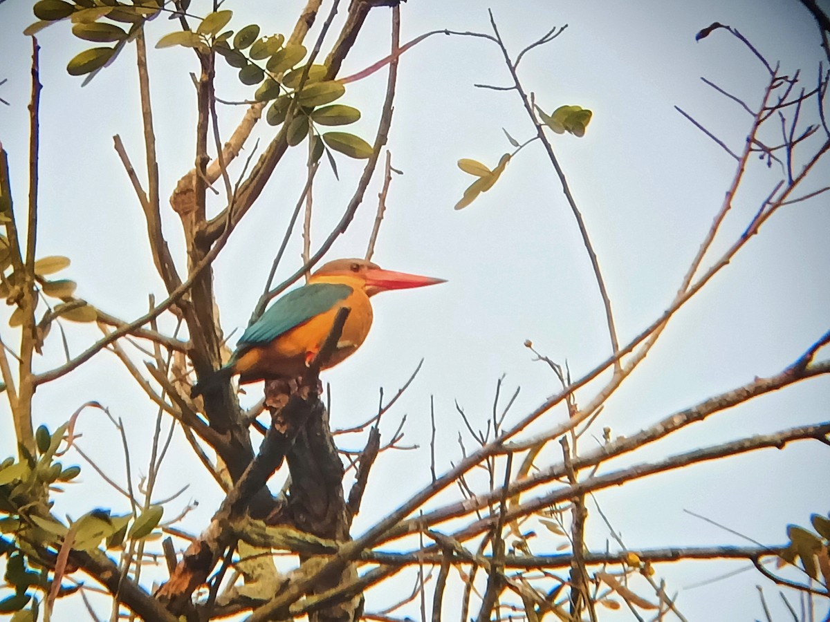 Stork-billed Kingfisher - ML523171421