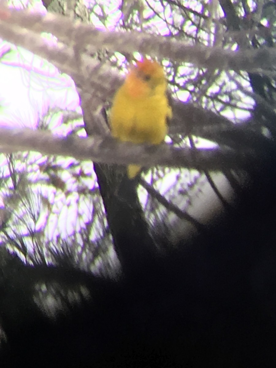 Western Tanager - ML52317161