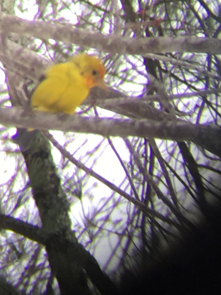 Western Tanager - ML52317171