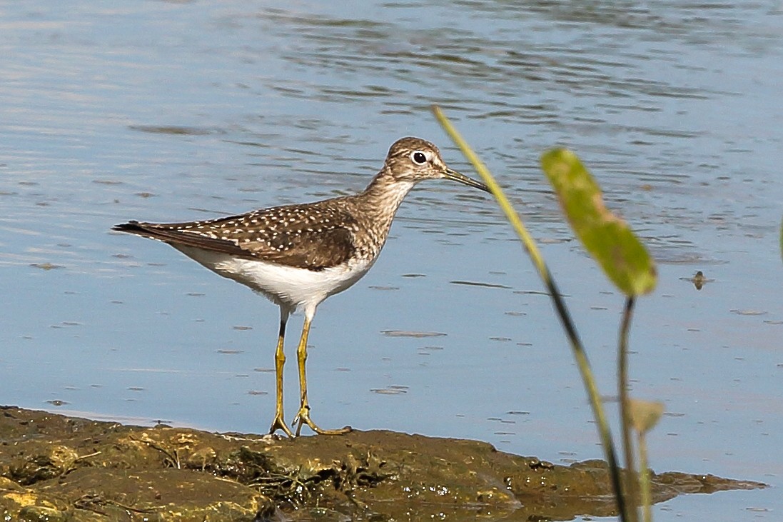 Solitary Sandpiper - ML523173271