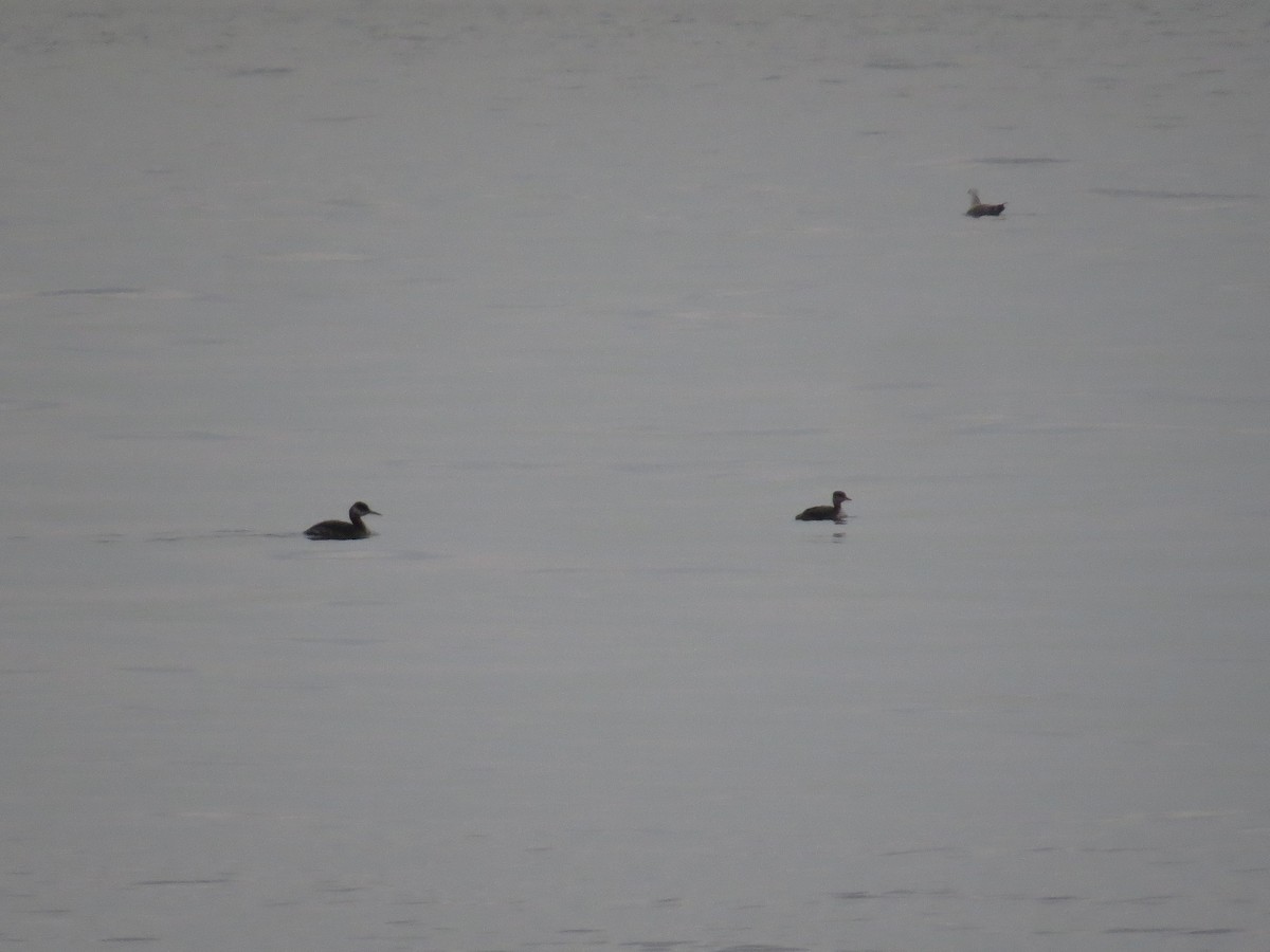 Red-necked Grebe - ML52317361