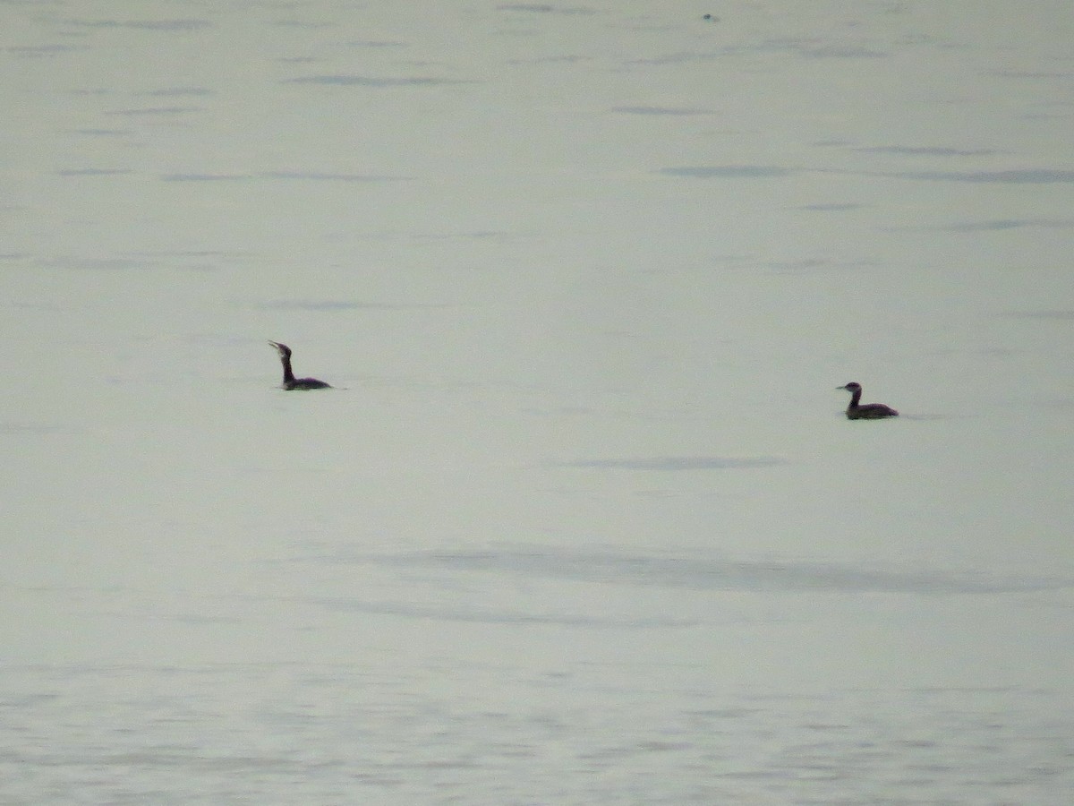 Red-necked Grebe - ML52317371