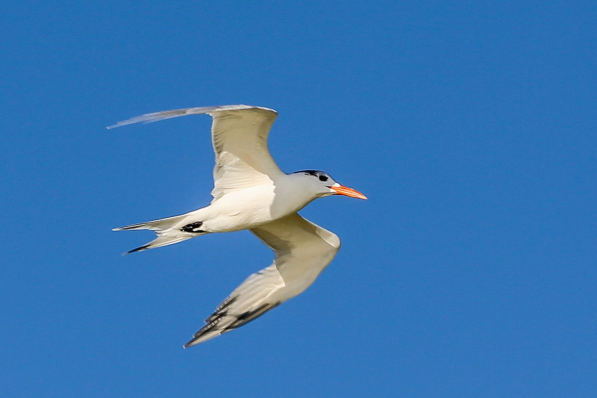 Royal Tern - ML523173971