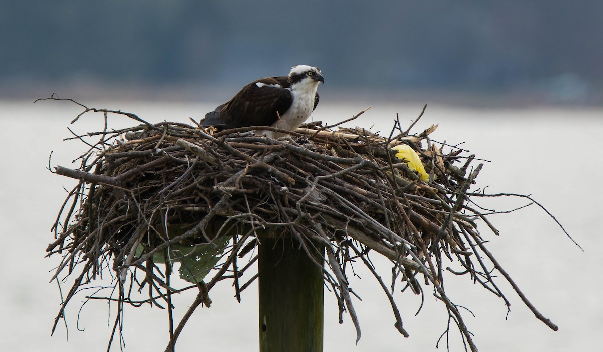 Osprey - ML52317411